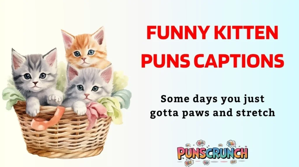 Funny Kitten Puns Captions